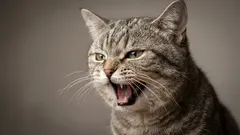 猫の夜鳴きがうるさい原因6つと、今夜からできる叱らない対策